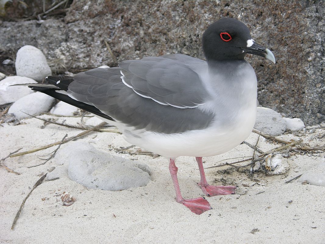 Galapagos 7-2-02 Genovesa Darwin Bay Swallow-tailed Gull